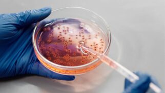 A chamada terapia fágica surge como uma alternativa promissora quando os antibióticos já não funcionam