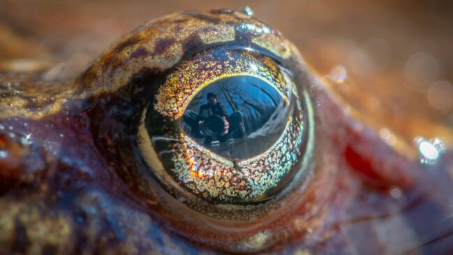 Pesquisadores investigam um antigo animal marinho que pode ajudar a entender a origem dos olhos humanos