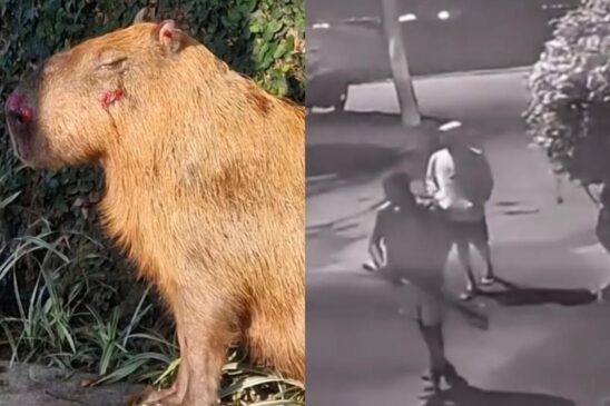 Grupo espanca capivara com pedaços de madeira, no Rio de Janeiro
