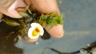 Diferente das plantas carnívoras terrestres mais conhecidas, a Utricularia warmingii vive submersa em águas rasas e é minúscula, atingindo no máximo 6 centímetros de altura