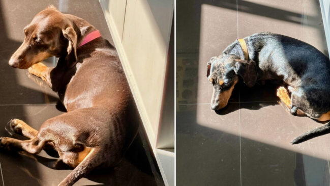 Quem vive com cachorro conhece bem a cena: basta um raio de sol entrar pela janela para eles se esparramarem no local