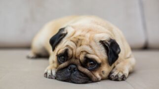 Ansiedade de separação em cães pode ter origem genética e estar ligada às primeiras semanas de vida, incluindo fatores como estresse da mãe durante a gestação e desmame precoce