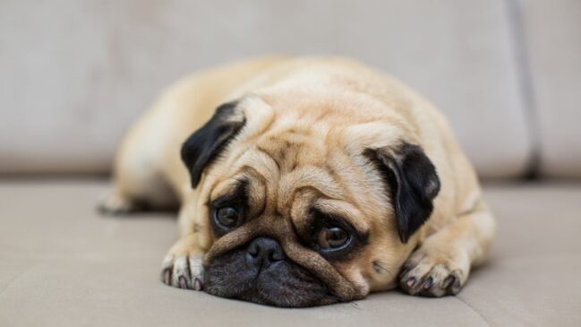 Ansiedade de separação em cães pode ter origem genética e estar ligada às primeiras semanas de vida, incluindo fatores como estresse da mãe durante a gestação e desmame precoce