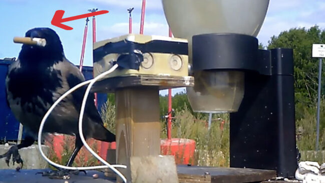 Em Södertälje, corvos são treinados para trocar bitucas por comida em uma iniciativa que une limpeza urbana, tecnologia simples e comportamento animal.
