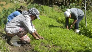 Criado para proteger agricultores familiares em períodos de seca ou excesso de chuva, o Garantia Safra ajuda a garantir renda mínima e tem regras específicas para adesão e pagamento.
