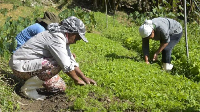 Criado para proteger agricultores familiares em períodos de seca ou excesso de chuva, o Garantia Safra ajuda a garantir renda mínima e tem regras específicas para adesão e pagamento.