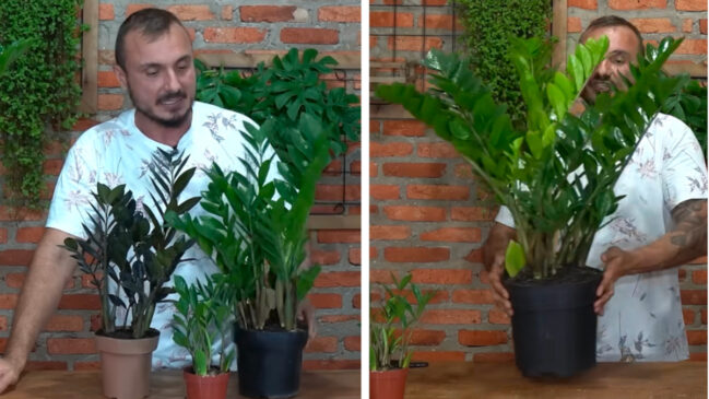 A zamioculca gosta de cultivo simples, com boa drenagem, vaso adequado e substrato leve.