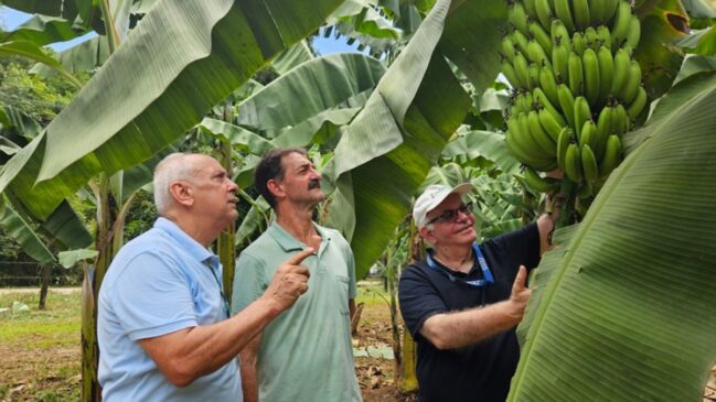 A novidade começou a chegar a produtores capixabas com mudas distribuídas pelo instituto e pode ampliar as opções para quem trabalha com bananicultura no Espírito Santo.