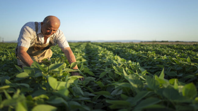 Método sustentável protege plantações sem uso de químicos