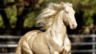 Cavalo com brilho metálico chama atenção nas redes sociais