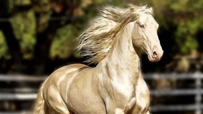 Cavalo com brilho metálico chama atenção nas redes sociais