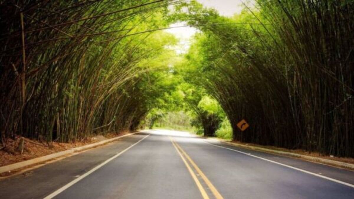 O túnel natural de bambus cria um cenário encantador na entrada de Morungaba