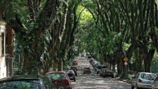 Túnel de árvores forma cenário único e encanta quem passa pela rua