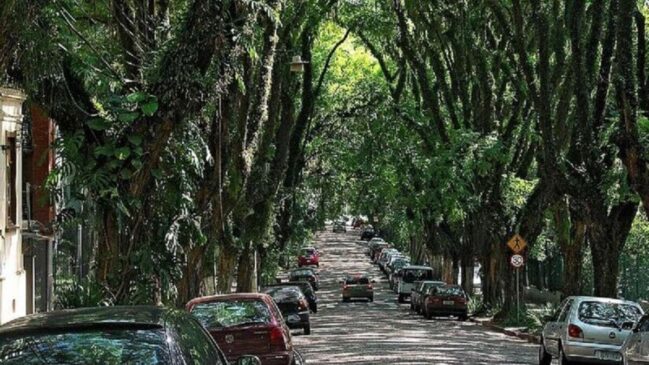 Túnel de árvores forma cenário único e encanta quem passa pela rua