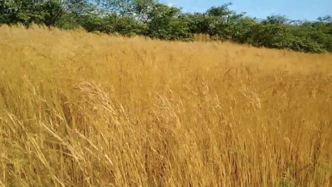 Capim resistente garante alimentação do gado mesmo durante a seca prolongada