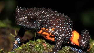 Endêmica das florestas do sul da Índia, a Melanobatrachus indicus é uma pequena rã negra com pontos claros, marcas vermelhas escondidas e registros escassos que intrigam a ciência.