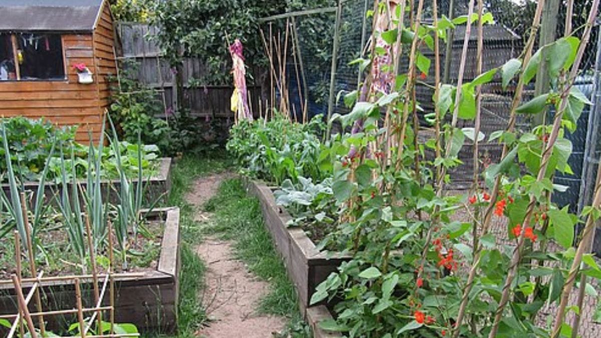 Plantas como pimenta e temperos ajudam a deixar a horta mais variada sem exigir grandes áreas de plantio (Foto: Wikimedia Commons/Kolforn)