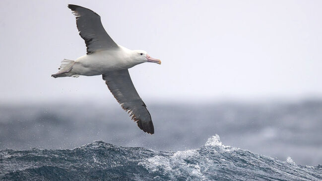 Se o andorinhão vence na duração, o albatroz domina na eficiência e na envergadura