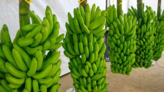 Cultivo da banana em São Paulo teve início no litoral, mas migrou para o Vale do Ribeira a partir da década de 1930
