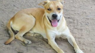 Com a decisão, o animal passa a figurar na lista de raças orgulhosamente mexicanas