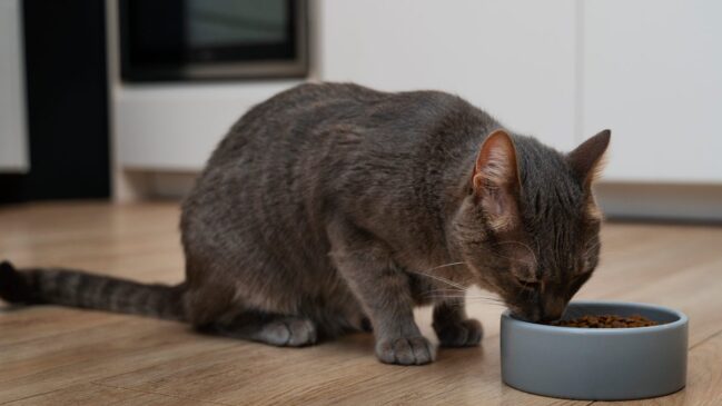 Pesquisa da Iwate University indica que variar o aroma pode reativar o apetite de felinos, inclusive quando a comida é a mesma.