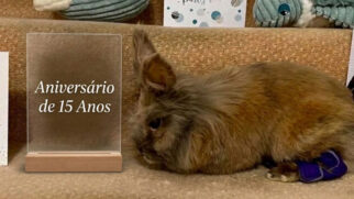 A história do animal chama atenção para a longevidade dos coelhos domésticos e para os cuidados que ajudam esse tipo de pet a viver mais