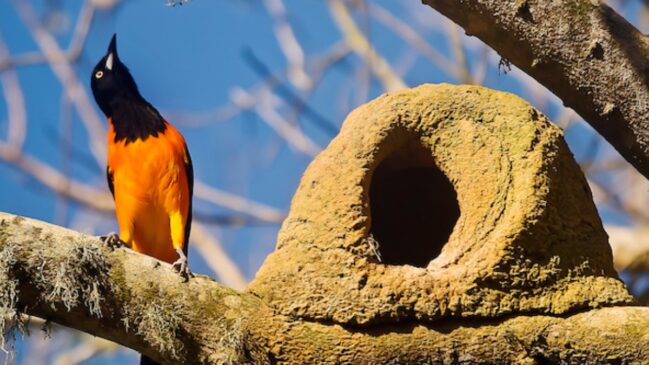 Conhecido no Nordeste e valorizado pela voz marcante, o corrupião virou referência quando o assunto é canto de ave, mas também pede atenção por causa da captura ilegal e da perda de habitat