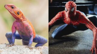 Réptil africano viralizou após aparecer com coloração semelhante ao uniforme do super-herói