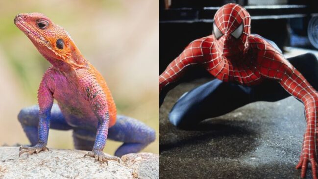 Réptil africano viralizou após aparecer com coloração semelhante ao uniforme do super-herói