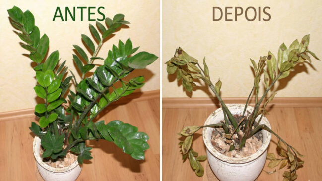 Folhas amarelas funcionam como um pedido urgente de socorro da espécie. Saiba como curar a raiz apodrecida a tempo.