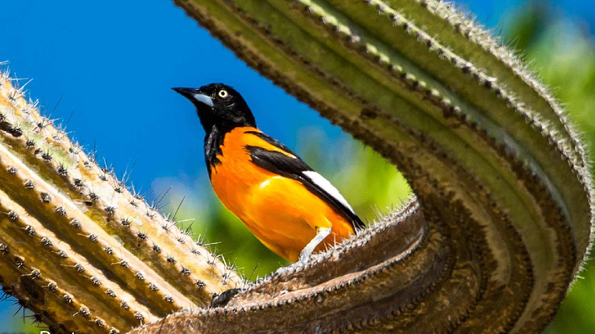 Estudos indicam que a espécie pode imitar outros pássaros e até melodias musicais, o que ajuda a explicar sua fama entre observadores de aves. Foto: Wikimedia Commons