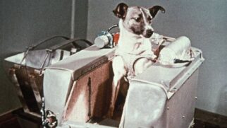 A vira-lata vivia nas ruas de Moscou, capital da Rússia, e foi selecionada a dedo pelos cientistas soviéticos