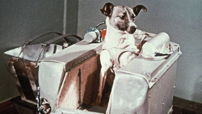 A vira-lata vivia nas ruas de Moscou, capital da Rússia, e foi selecionada a dedo pelos cientistas soviéticos