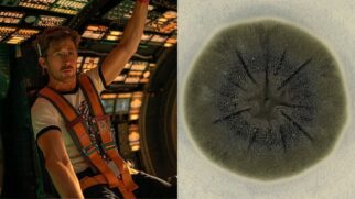 Assim como os astrofágicos, os fungos do gênero Cladosporium utilizam radiação no seu ciclo de vida