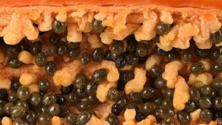 Fruta é uma das queridinhas do mundo fitness