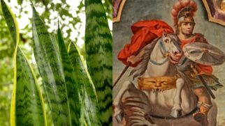 Planta também é conhecida como espada-de-santa-bárbara, espada-de-iansã, língua-de-sogra, rabo-de-lagarto e sanseviéria