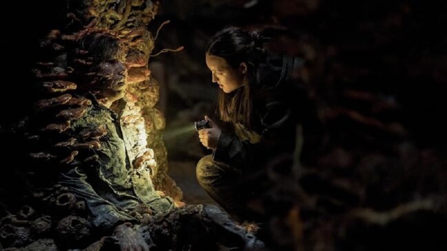 Apesar de não serem a mesma espécie, a Gibellula descoberta pela UFV, possui semelhanças com o fungo zumbi da série The Last of Us, o Ophiocordyceps