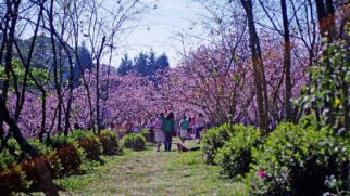 As cerejeiras são as principais protagonistas do segundo maior parque da cidade de São Paulo