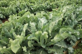 Aproveitar cantos, bordas e crescimento vertical ajuda a transformar uma área pequena em uma fonte prática de alimentos frescos.
