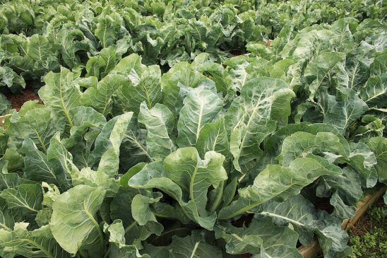 Aproveitar cantos, bordas e crescimento vertical ajuda a transformar uma área pequena em uma fonte prática de alimentos frescos.