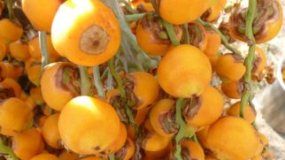 Estudos mostram que o consumo regular da fruta pode favorecer o funcionamento do intestino e ajudar no controle do colesterol