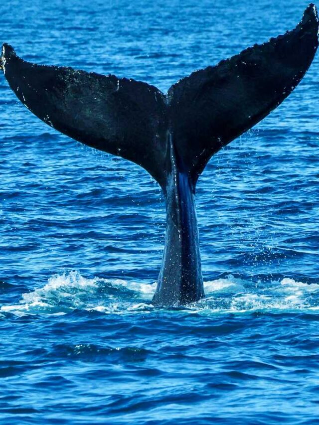 Cientistas descobrem papel inesperado das baleias no oceano