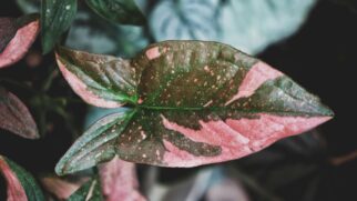 Plantas com folhas rosadas, brancas ou camufladas viraram tendência no paisagismo e são disputadas por colecionadores