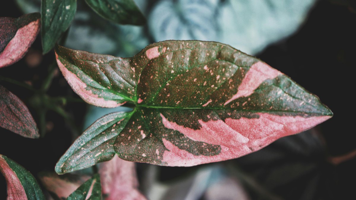 Plantas com folhas rosadas, brancas ou camufladas viraram tendência no paisagismo e são disputadas por colecionadores