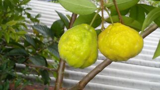 Além do alto teor de vitamina C, a fruta brasileira também concentra antioxidantes e fibras que ajudam na imunidade e na saúde do intestino