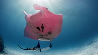 Espécime único foi fotografado na região da ilha Lady Elliot e segue saudável