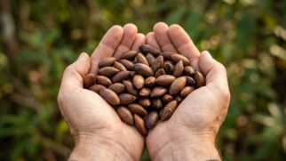 Estudos indicam que o consumo regular do alimento pode melhorar a circulação e oferecer nutrientes que rivalizam com os de nozes e amêndoas