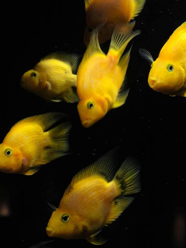 Espécie de peixe surpreende cientistas por ser formada apenas por fêmeas