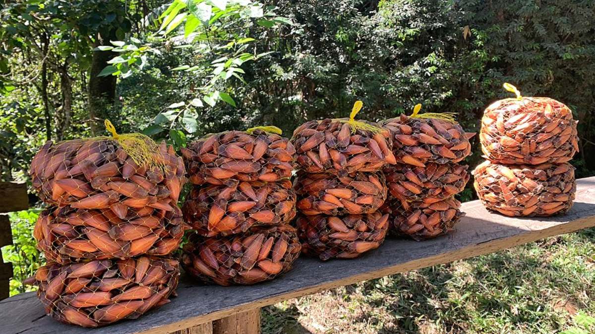 Além de saborosa, a iguaria nativa se mostra uma aliada poderosa na dieta
