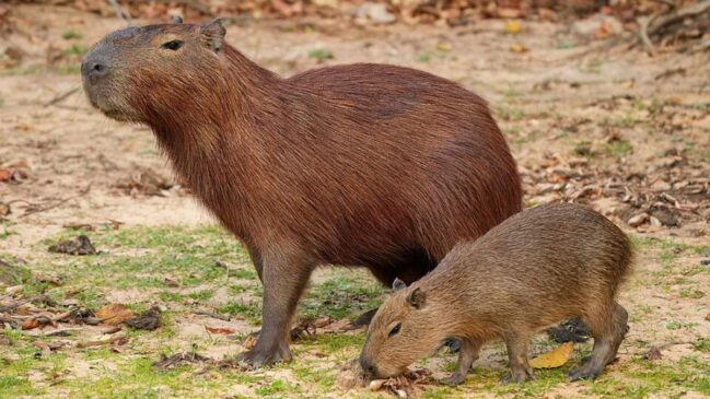 Descoberta revela que áreas hoje frias e montanhosas já tiveram ambientes úmidos capazes de sustentar grandes herbívoros